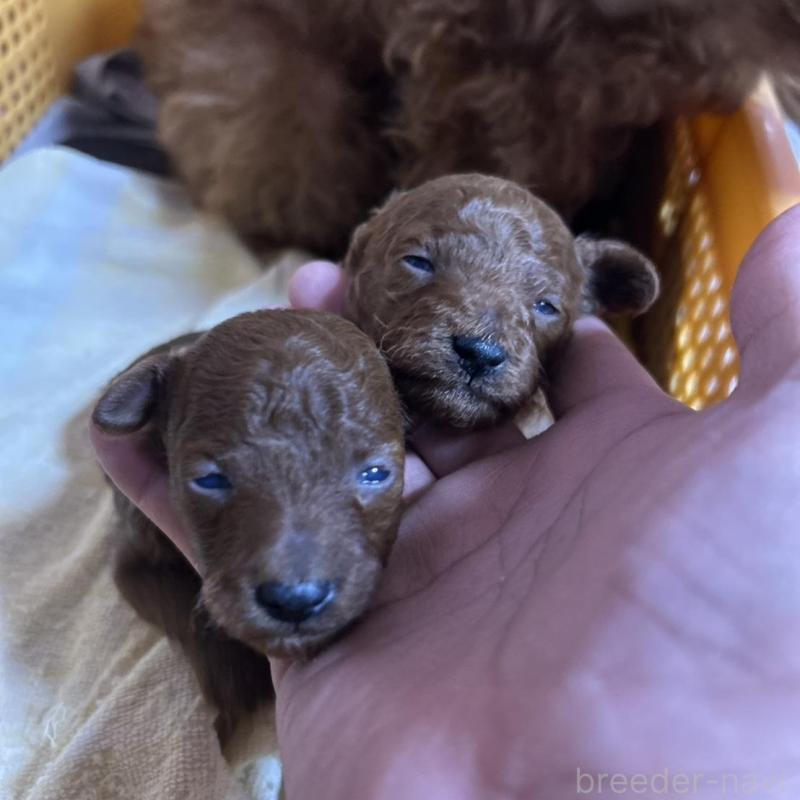 販売中の北海道のトイプードル-449429の2枚目