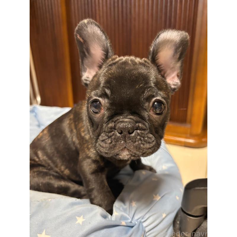 販売中の三重県のフレンチブルドッグ-437160
