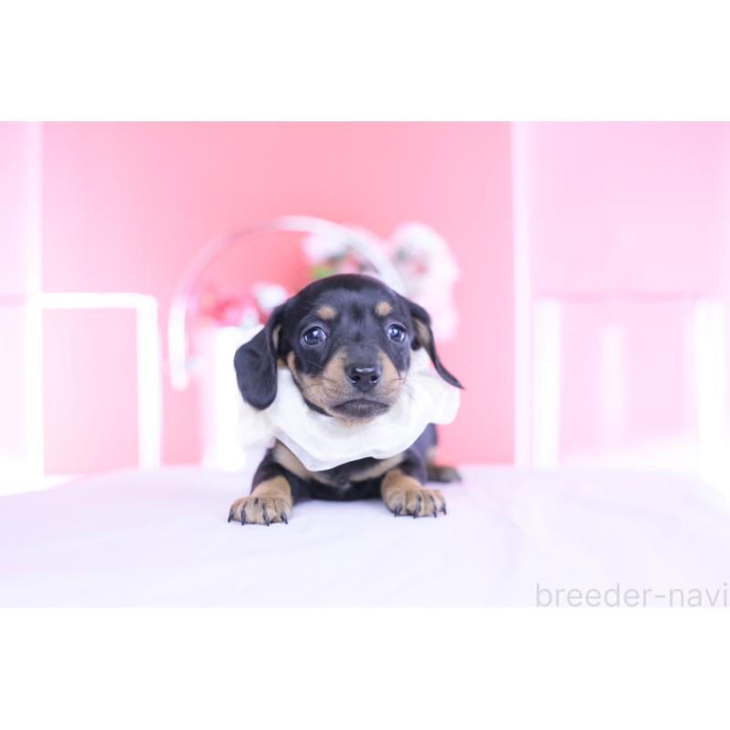 販売中の愛知県のカニンヘンダックスフンド(スムースヘアード)-449435の11枚目