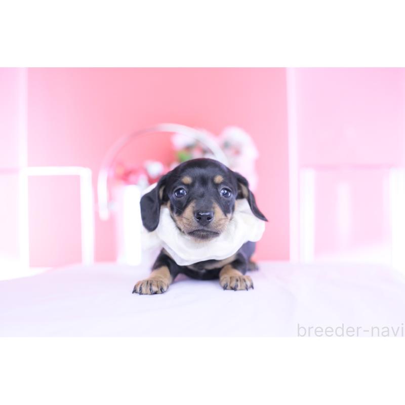 販売中の愛知県のカニンヘンダックスフンド(スムースヘアード)-449435の10枚目