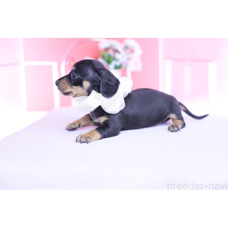 販売中の愛知県のカニンヘンダックスフンド(スムースヘアード)-449435の8枚目