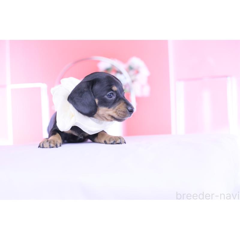 販売中の愛知県のカニンヘンダックスフンド(スムースヘアード)-449435の6枚目