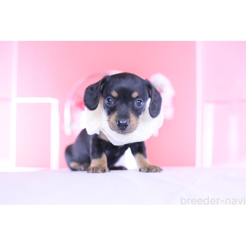 販売中の愛知県のカニンヘンダックスフンド(スムースヘアード)-449435の5枚目