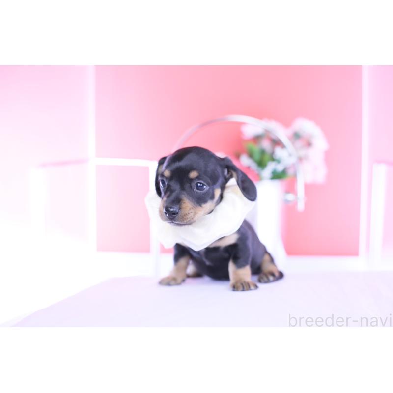 販売中の愛知県のカニンヘンダックスフンド(スムースヘアード)-449435の4枚目