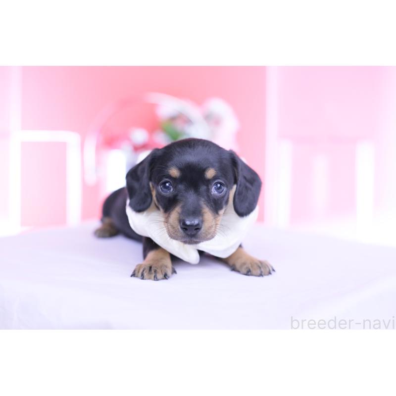 販売中の愛知県のカニンヘンダックスフンド(スムースヘアード)-449435の2枚目