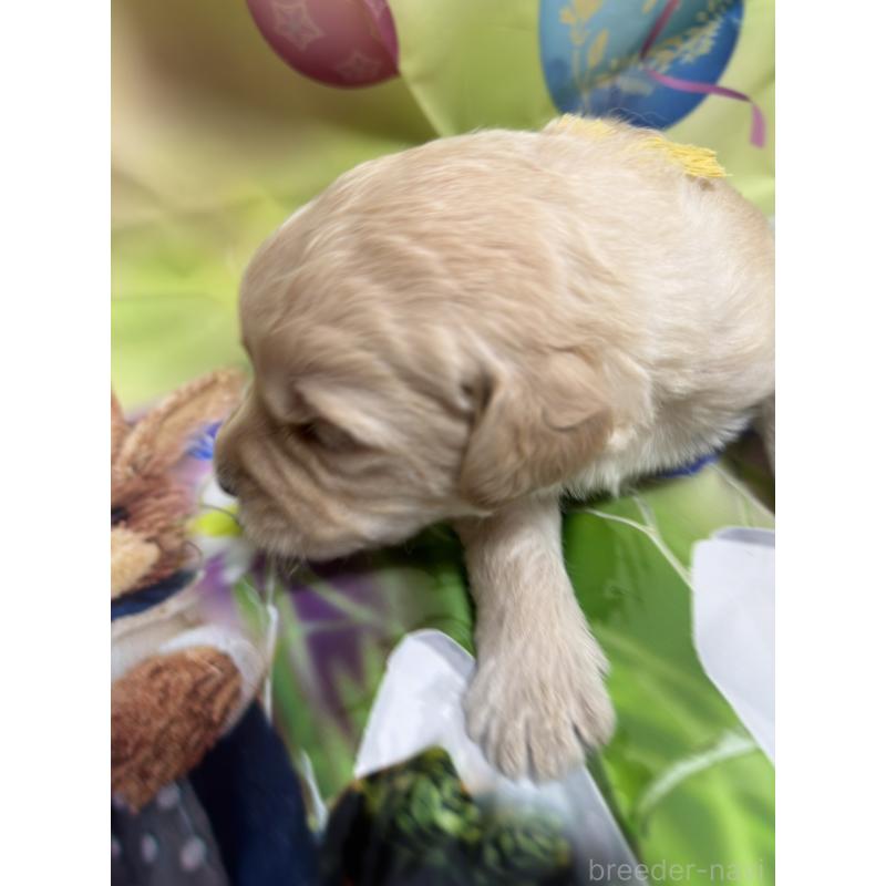 販売中の北海道のラブラドゥードル:ラブラドールレトリーバー×プードル-449434の7枚目