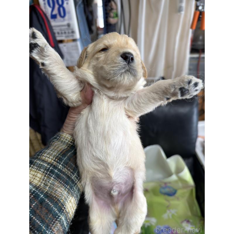 販売中の北海道のラブラドゥードル:ラブラドールレトリーバー×プードル-449434の6枚目