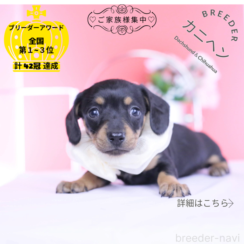 販売中の愛知県のカニンヘンダックスフンド(スムースヘアード)-449435の1枚目