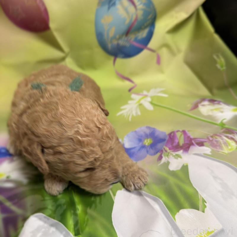 販売中の北海道のラブラドゥードル:ラブラドールレトリーバー×プードル-449434の5枚目