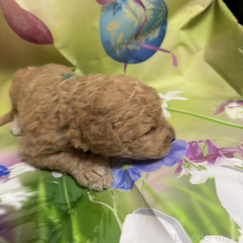 販売中の北海道のラブラドゥードル:ラブラドールレトリーバー×プードル-449434の4枚目