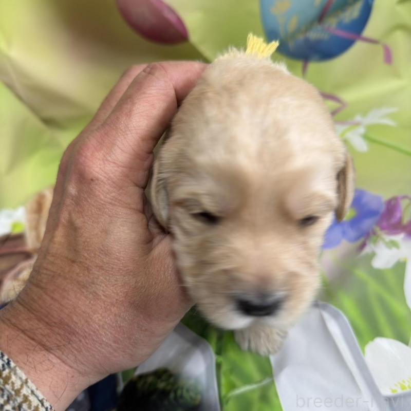 販売中の北海道のラブラドゥードル:ラブラドールレトリーバー×プードル-449434の3枚目