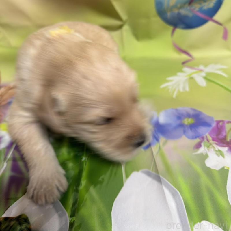 販売中の北海道のラブラドゥードル:ラブラドールレトリーバー×プードル-449434の2枚目