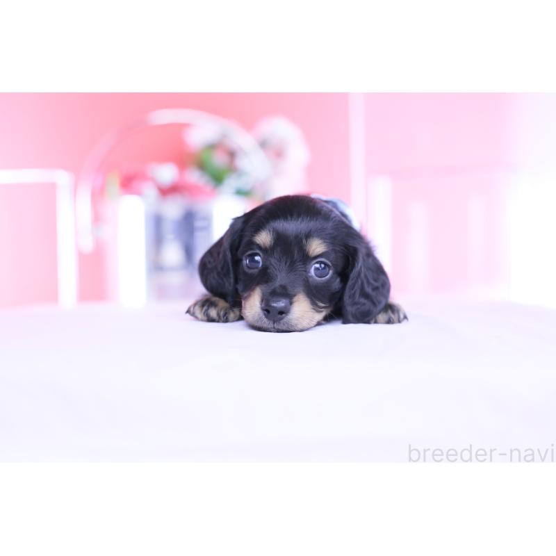 販売中の愛知県のカニンヘンダックスフンド(ロングヘアード)-449437の11枚目