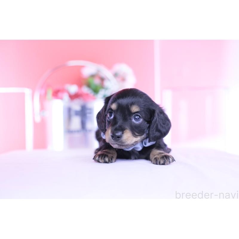 販売中の愛知県のカニンヘンダックスフンド(ロングヘアード)-449437の10枚目