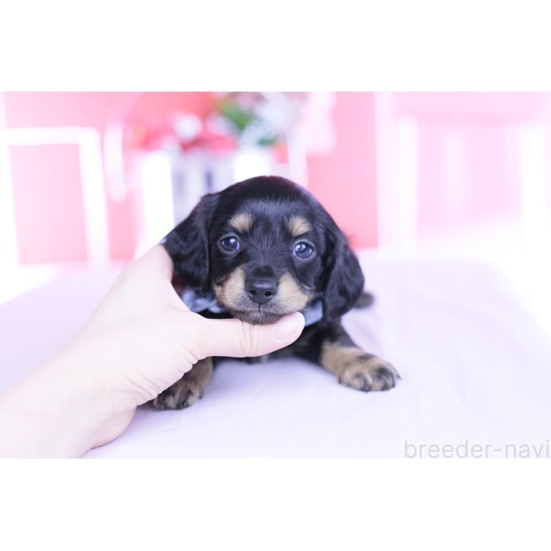 販売中の愛知県のカニンヘンダックスフンド(ロングヘアード)-449437の9枚目