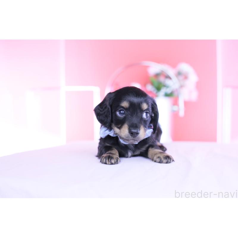 販売中の愛知県のカニンヘンダックスフンド(ロングヘアード)-449437の8枚目