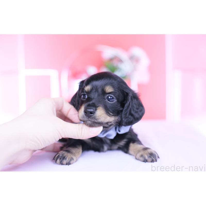 販売中の愛知県のカニンヘンダックスフンド(ロングヘアード)-449437の4枚目