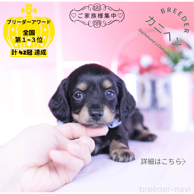 販売中の愛知県のカニンヘンダックスフンド(ロングヘアード)-449437