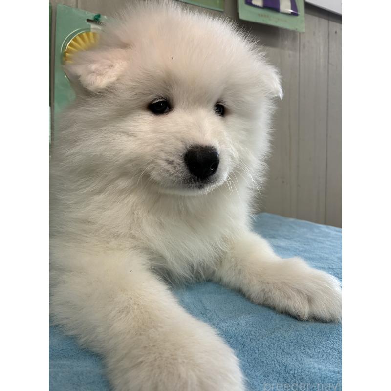 販売中の北海道のサモエド-449438の6枚目