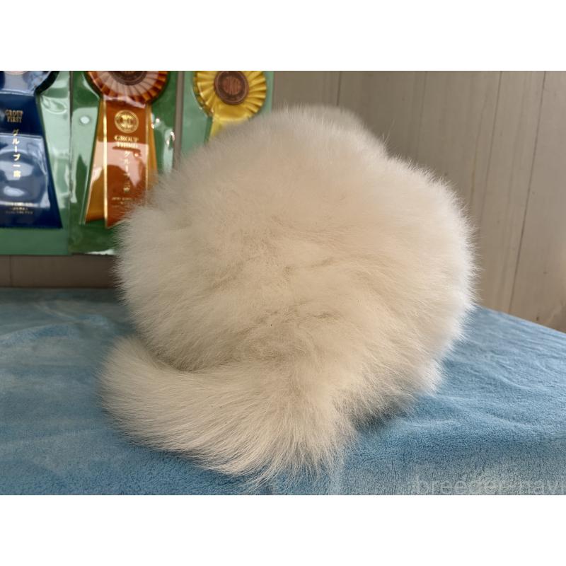 販売中の北海道のサモエド-449438の5枚目