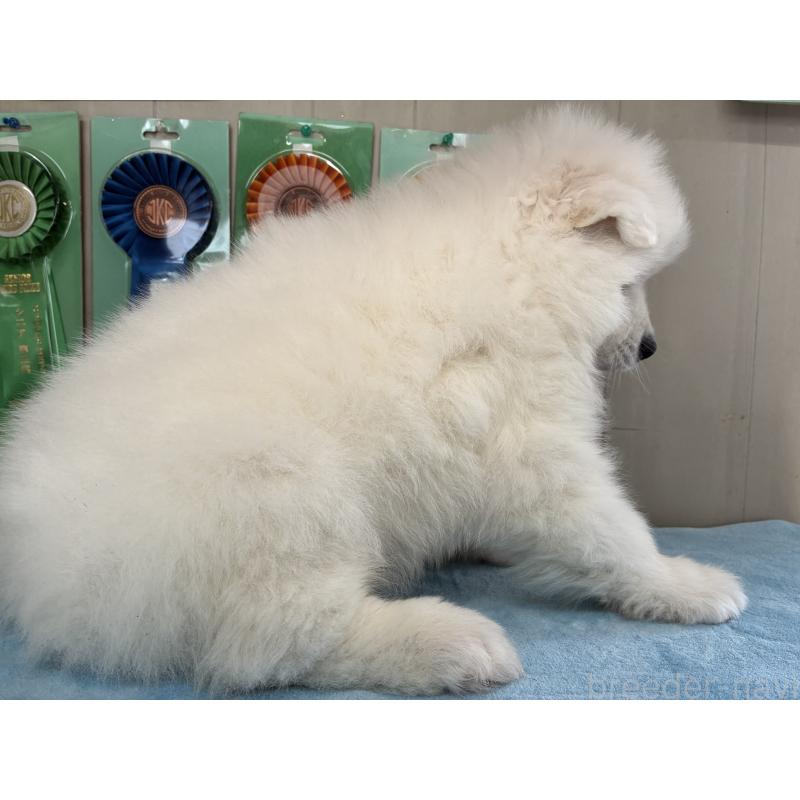 販売中の北海道のサモエド-449438の4枚目