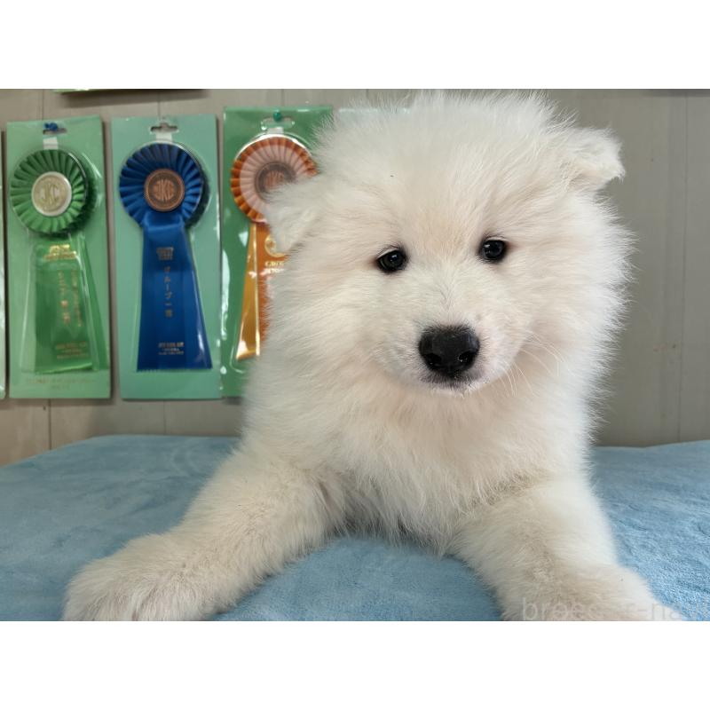 販売中の北海道のサモエド-449438の3枚目