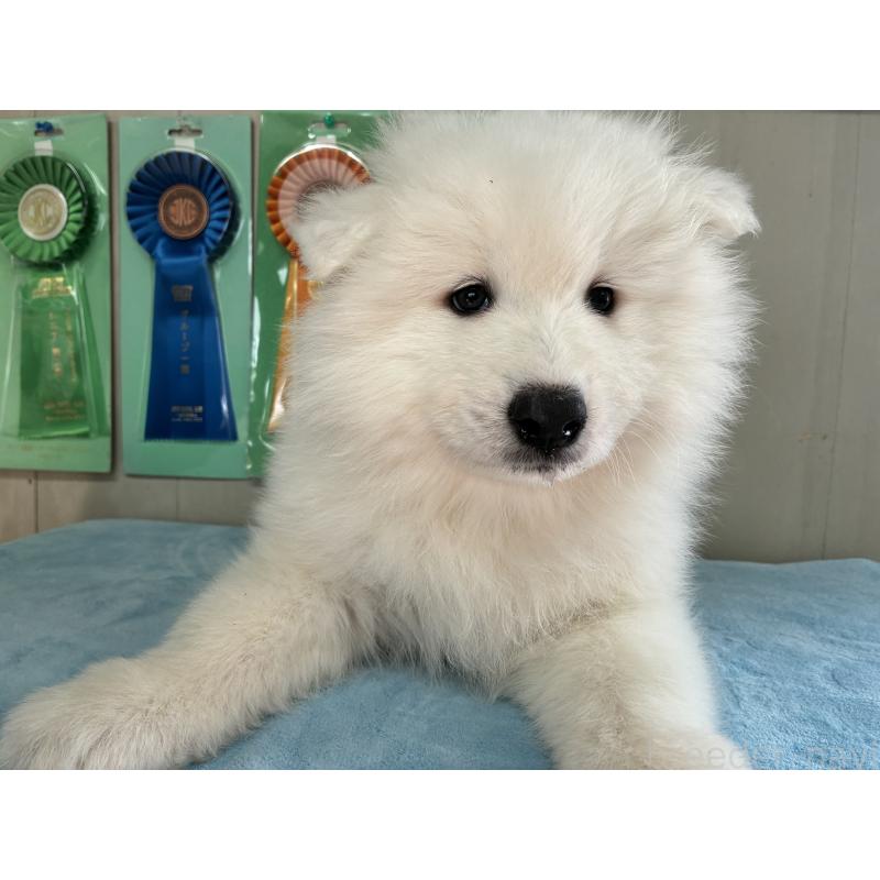 販売中の北海道のサモエド-449438の2枚目