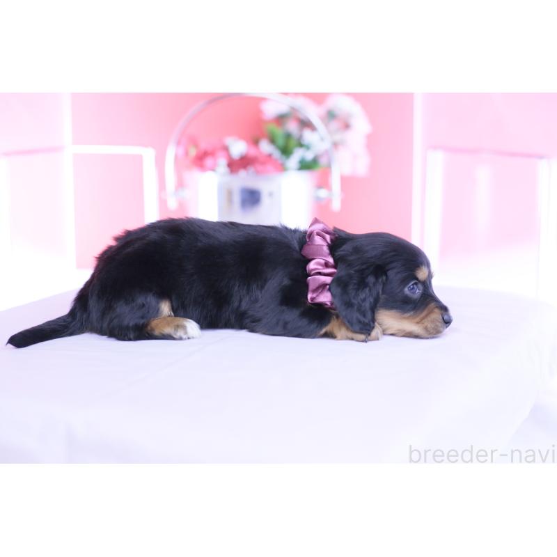 販売中の愛知県のカニンヘンダックスフンド(ロングヘアード)-449439の11枚目