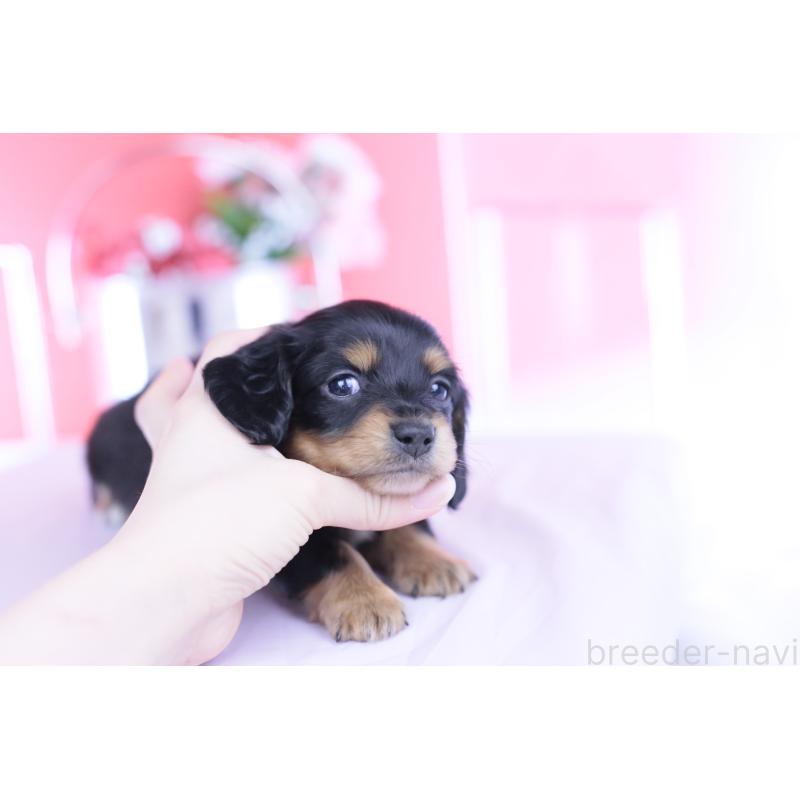 販売中の愛知県のカニンヘンダックスフンド(ロングヘアード)-449439の10枚目