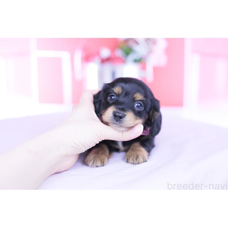 販売中の愛知県のカニンヘンダックスフンド(ロングヘアード)-449439の9枚目