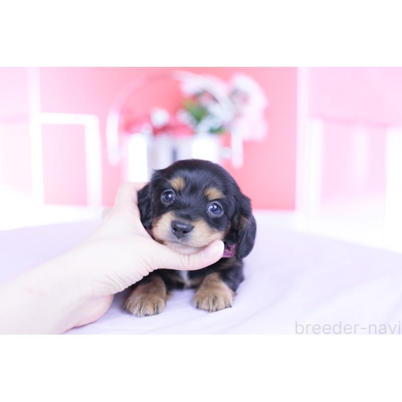 販売中の愛知県のカニンヘンダックスフンド(ロングヘアード)-449439の8枚目