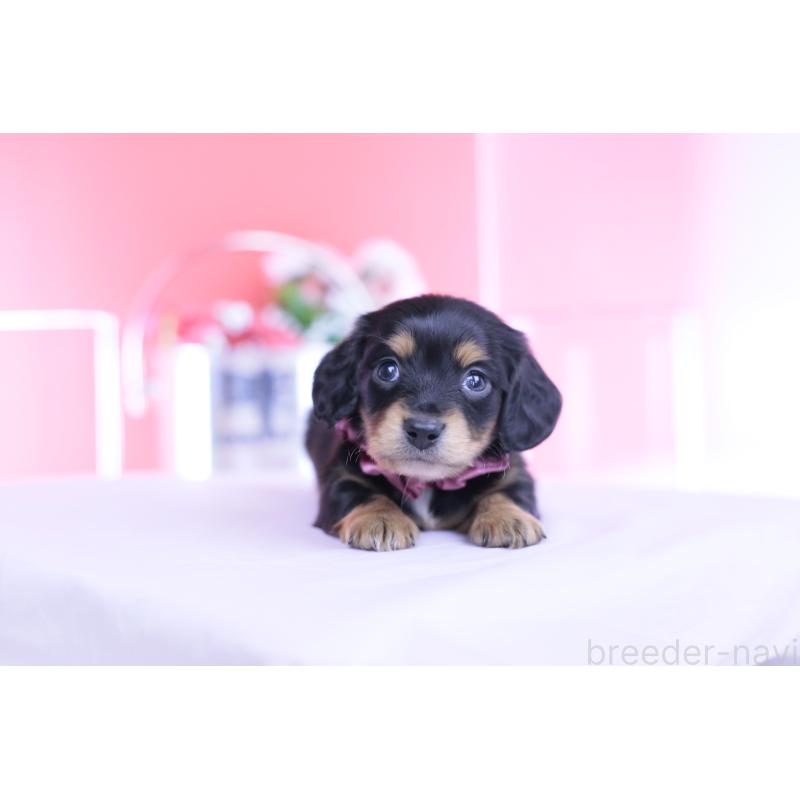 販売中の愛知県のカニンヘンダックスフンド(ロングヘアード)-449439の7枚目