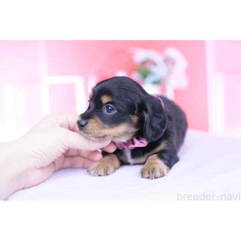 販売中の愛知県のカニンヘンダックスフンド(ロングヘアード)-449439の6枚目