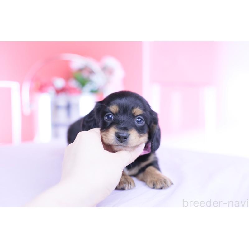 販売中の愛知県のカニンヘンダックスフンド(ロングヘアード)-449439の4枚目