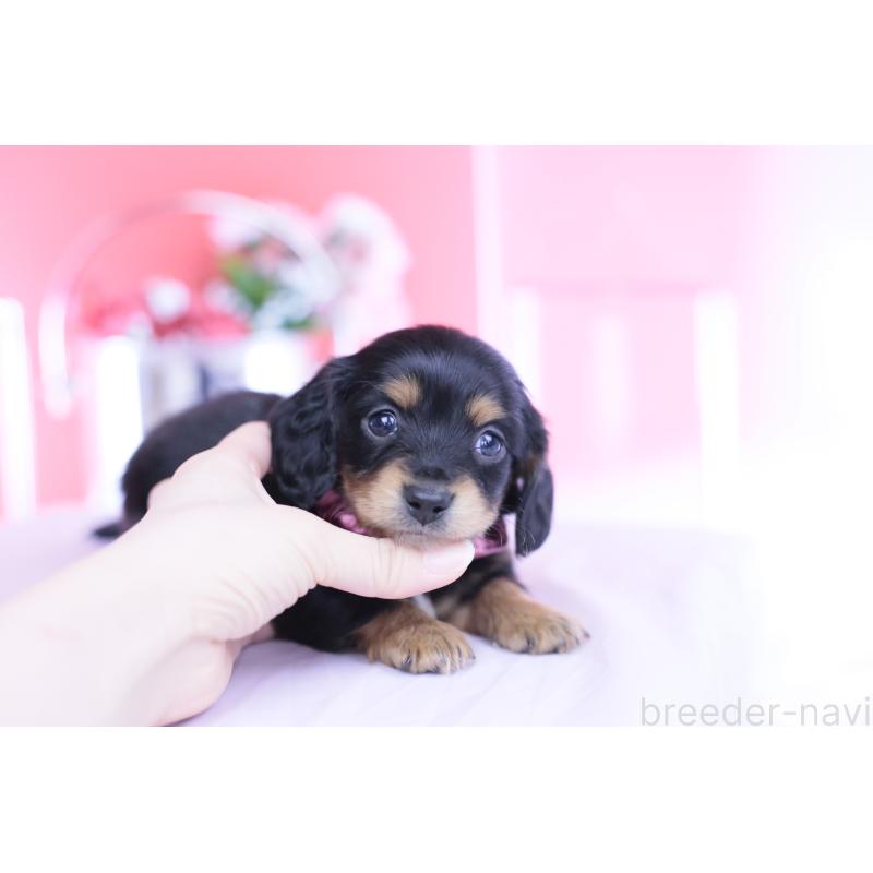 販売中の愛知県のカニンヘンダックスフンド(ロングヘアード)-449439の3枚目