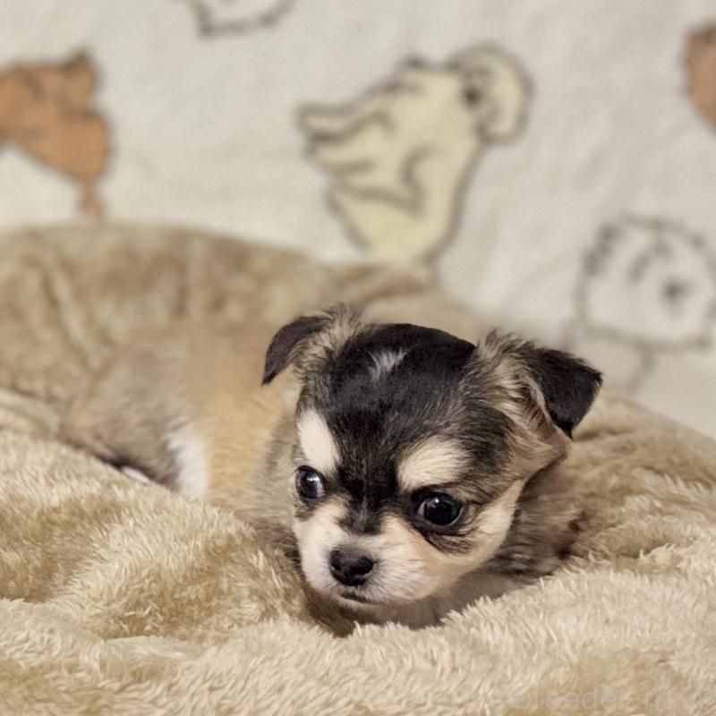 販売中の鹿児島県のチワワ(ロングコート)-449441の10枚目