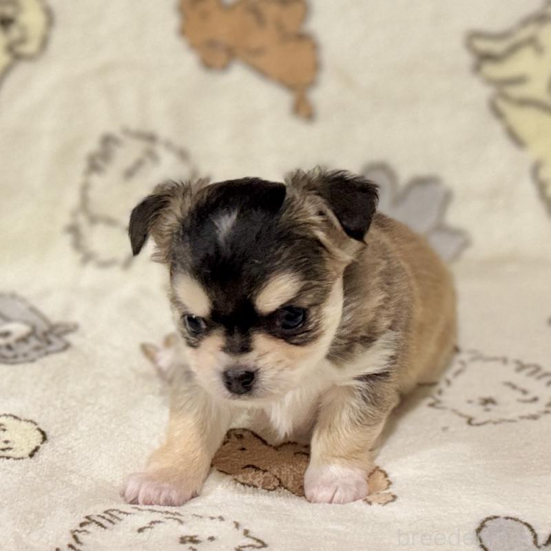 販売中の鹿児島県のチワワ(ロングコート)-449441の9枚目