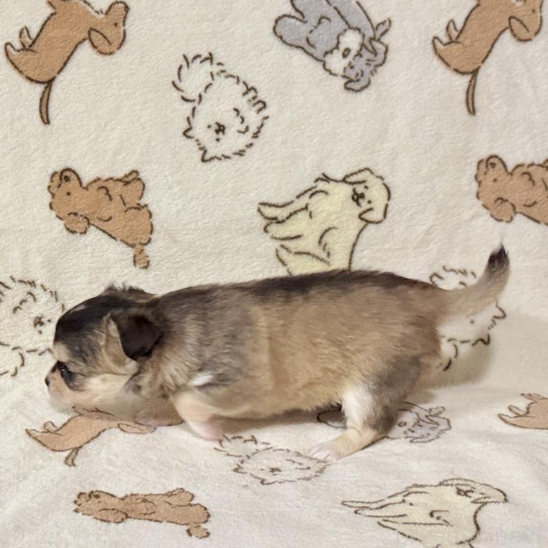 販売中の鹿児島県のチワワ(ロングコート)-449441の8枚目