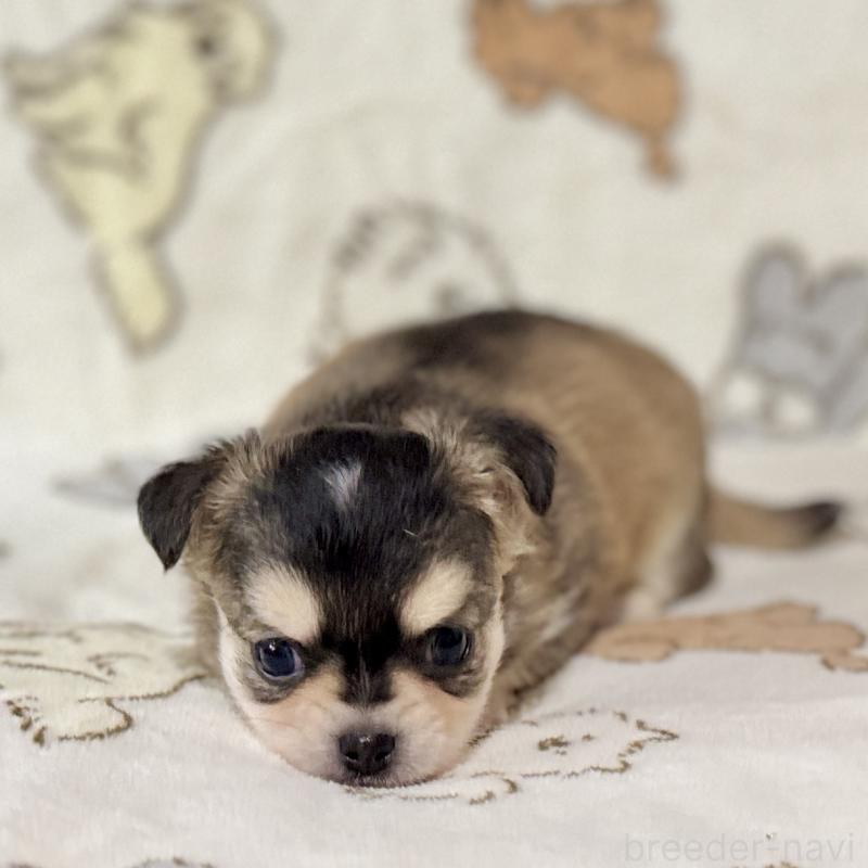 販売中の鹿児島県のチワワ(ロングコート)-449441の7枚目
