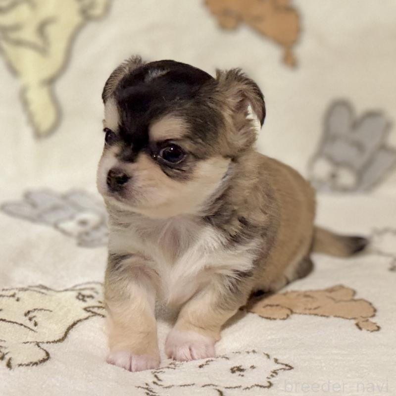 販売中の鹿児島県のチワワ(ロングコート)-449441の6枚目