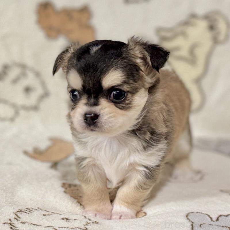 販売中の鹿児島県のチワワ(ロングコート)-449441の5枚目