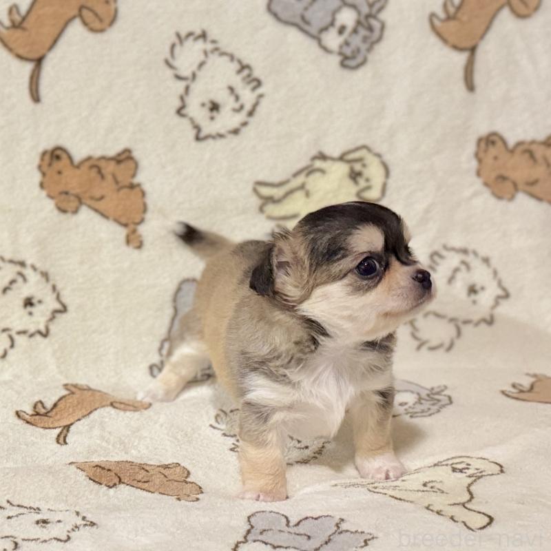 販売中の鹿児島県のチワワ(ロングコート)-449441の3枚目