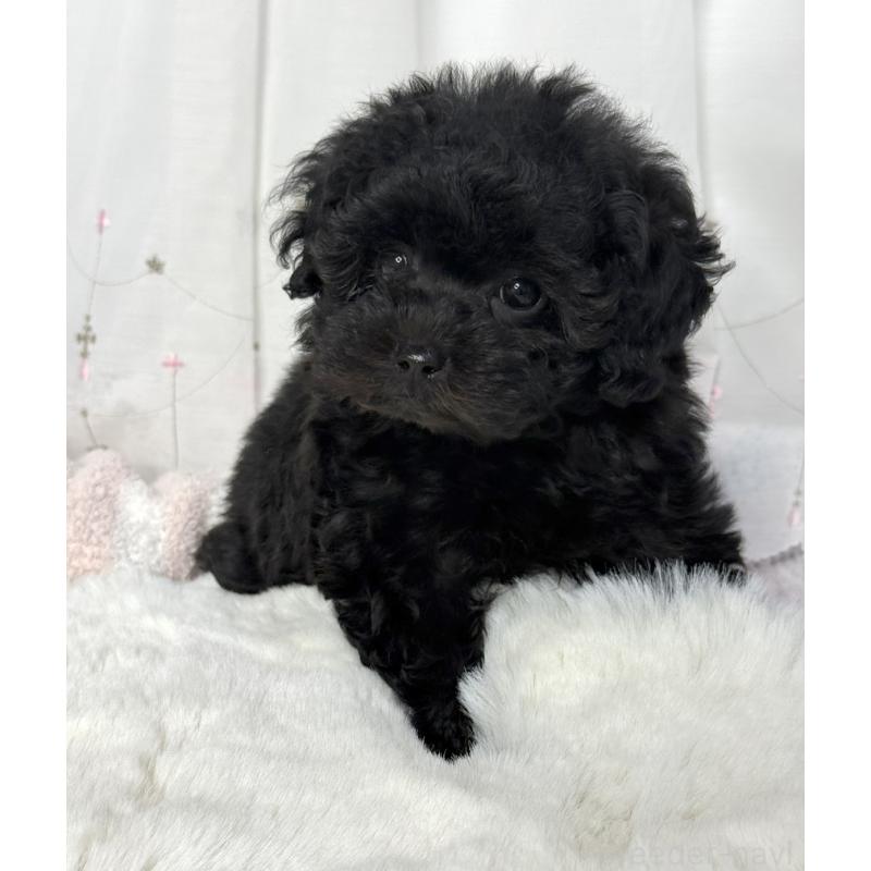 販売中の大阪府のタイニープードル-449440の7枚目