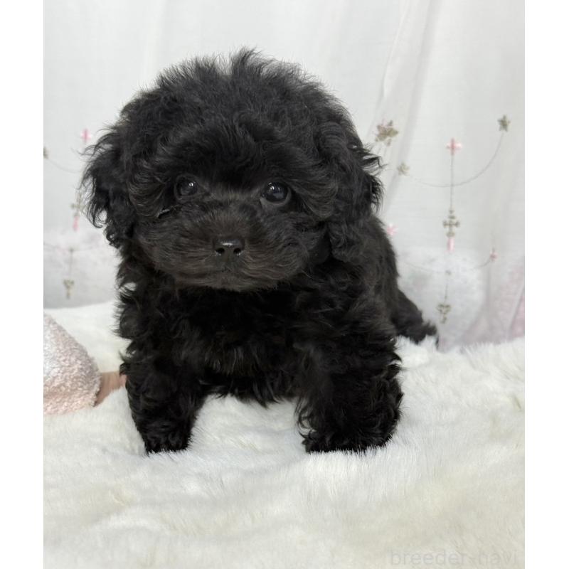 販売中の大阪府のタイニープードル-449440の6枚目