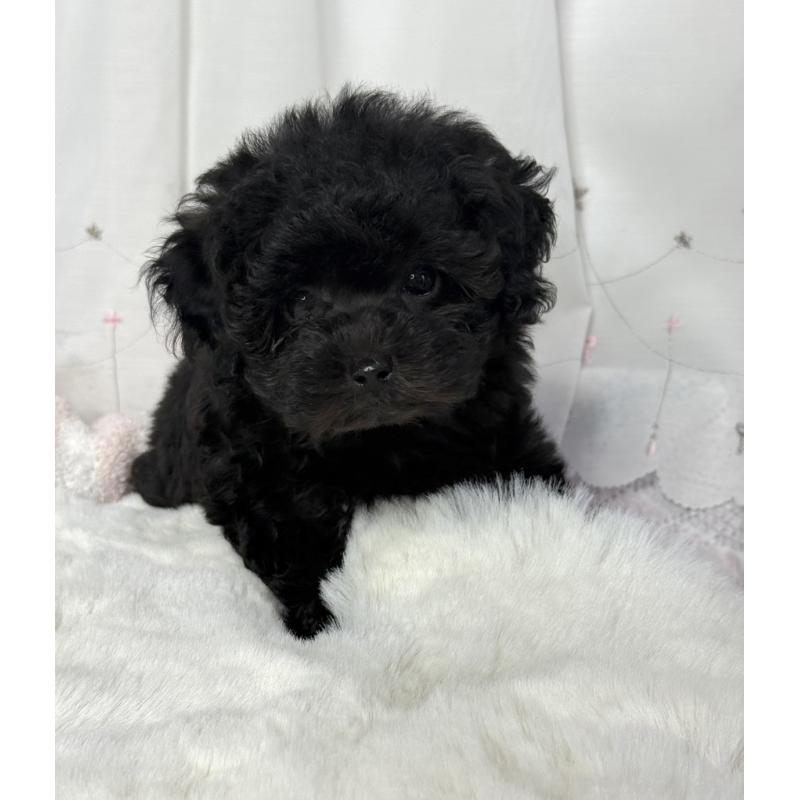 販売中の大阪府のタイニープードル-449440の5枚目