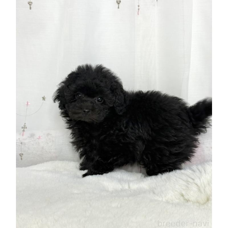 販売中の大阪府のタイニープードル-449440の4枚目