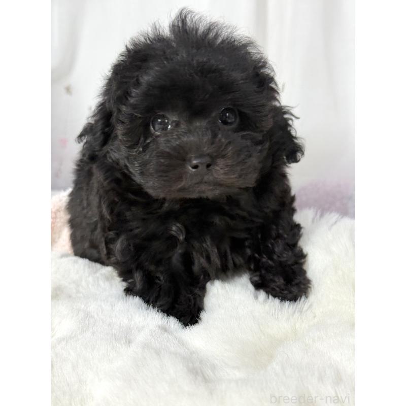 販売中の大阪府のタイニープードル-449440の3枚目