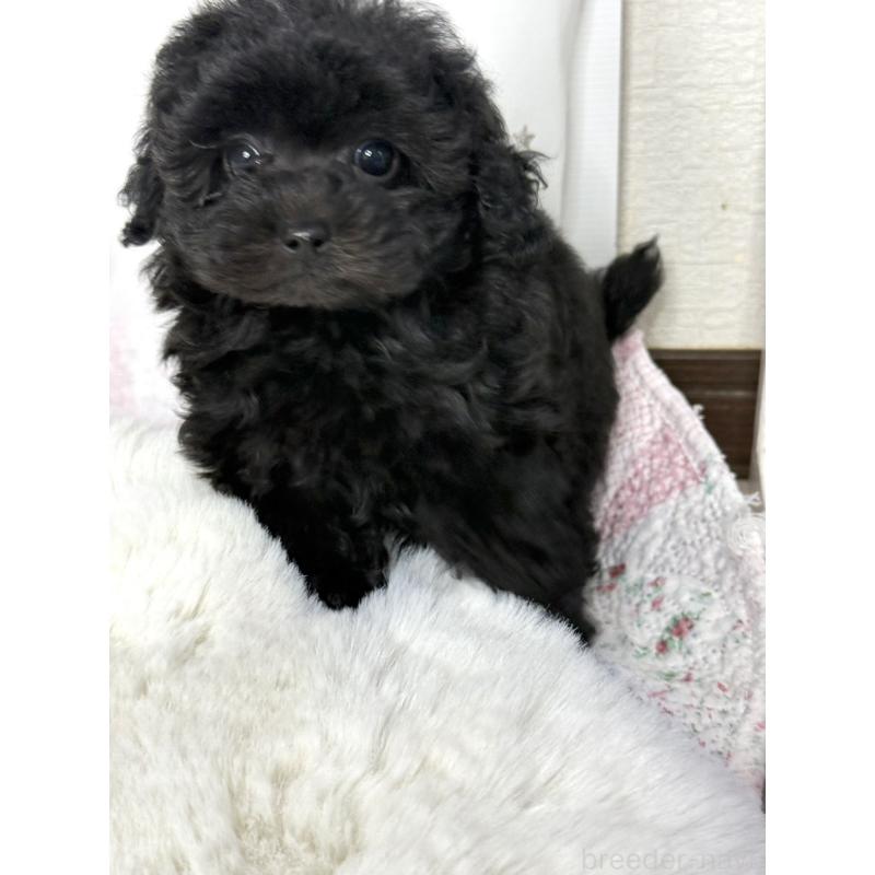 販売中の大阪府のタイニープードル-449440の2枚目