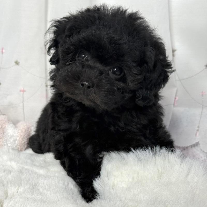 販売中ののタイニープードル-449440