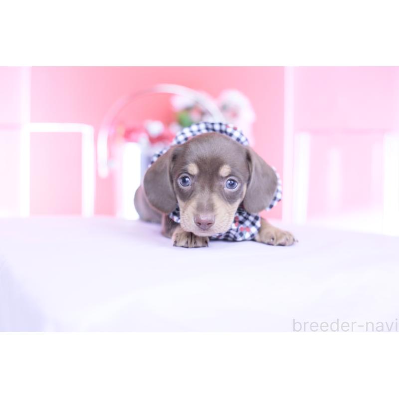 販売中の愛知県のカニンヘンダックスフンド(スムースヘアード)-449442の7枚目